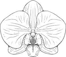 Orchidea